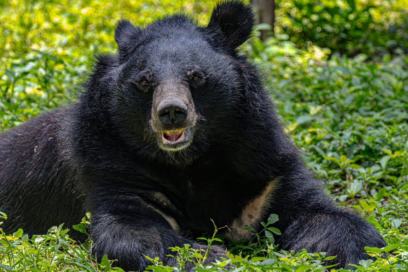 Bear Lives in Community Association